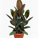 Ficus Elastica Abidjan - S:18cm