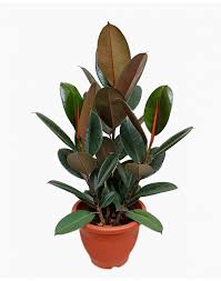 Ficus Elastica Abidjan - S:18cm