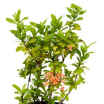 Ixora Chinensis