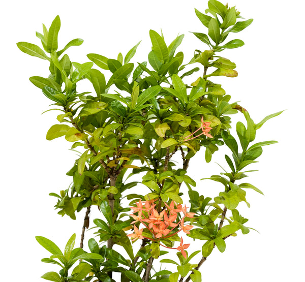 Ixora Chinensis