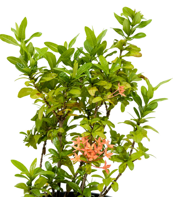 Ixora Chinensis