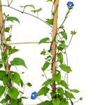 Jacquemontia  25 cms pots - 120 cms height