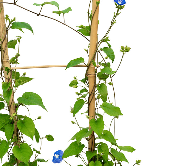 Jacquemontia  25 cms pots - 120 cms height