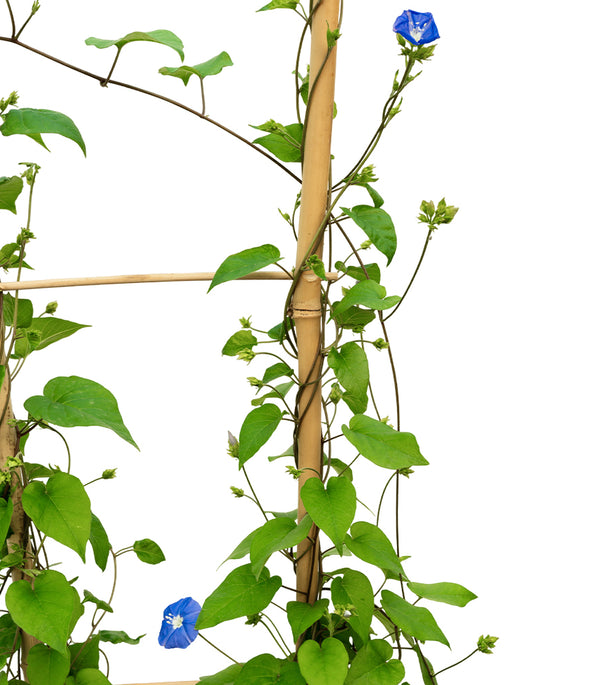 Jacquemontia  25 cms pots - 120 cms height