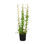 Jacquemontia  25 cms pots - 120 cms height