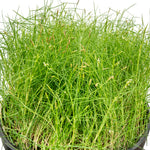 Zoysia japanica 14 cms pots - 60 cms height