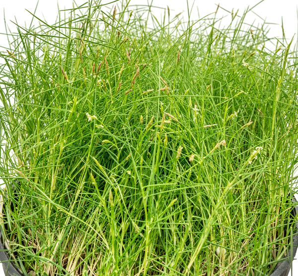 Zoysia japanica 14 cms pots - 60 cms height