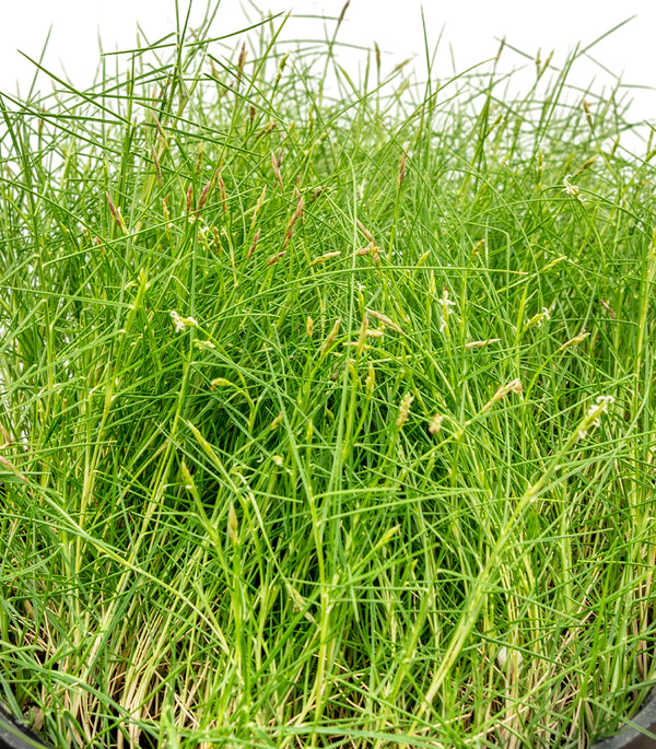 Zoysia japanica 14 cms pots - 60 cms height