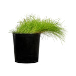 Zoysia japanica 14 cms pots - 60 cms height