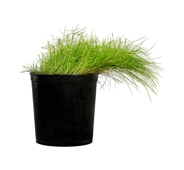 Zoysia japanica 14 cms pots - 60 cms height