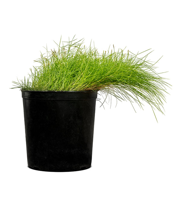 Zoysia japanica 14 cms pots - 60 cms height