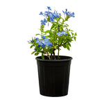 Jasmine Blue 25 cms pots - 60 cms height