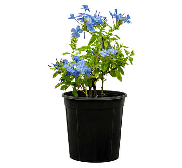 Jasmine Blue 18 cms pots - 60 cms height