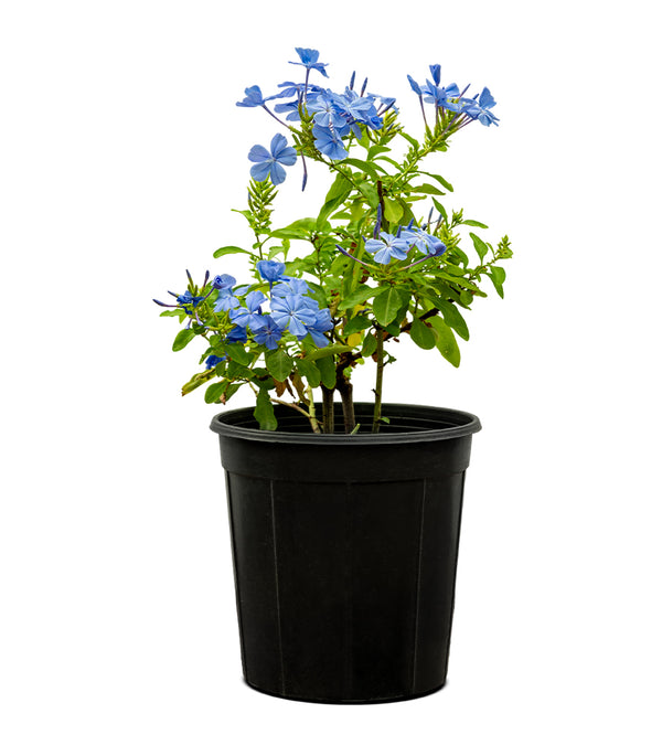 Jasmine Blue 18 cms pots - 60 cms height