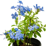 Jasmine Blue 25 cms pots - 60 cms height