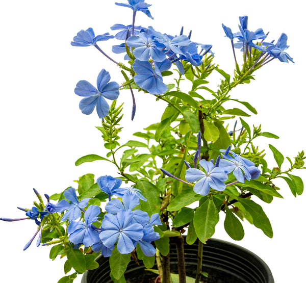 Jasmine Blue 18 cms pots - 60 cms height