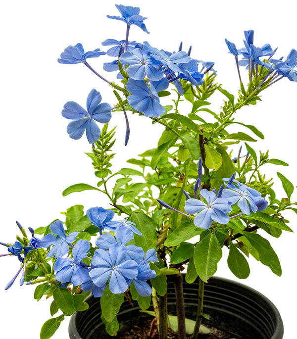 Jasmine Blue 18 cms pots - 60 cms height