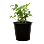 Jasminum Sambac  14 cms pots -50 cms height