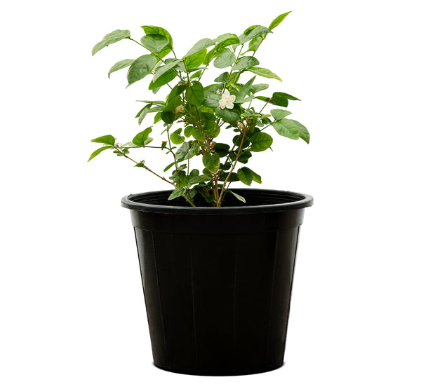 Jasminum Sambac  14 cms pots -50 cms height