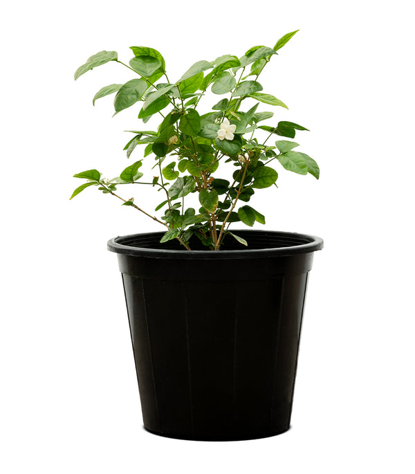 Jasminum Sambac