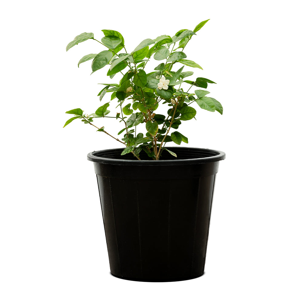 Jasminum Sambac
