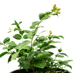Jasminum Sambac  14 cms pots -50 cms height