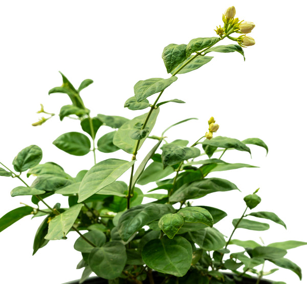 Jasminum Sambac  14 cms pots -50 cms height