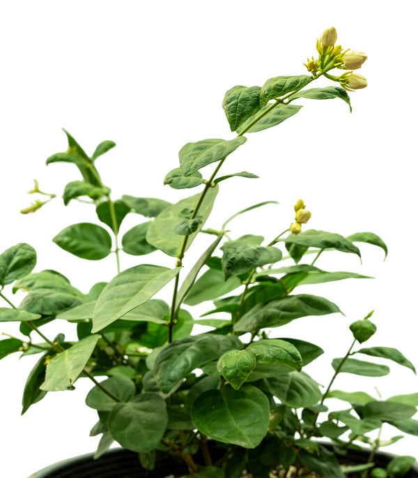 Jasminum Sambac