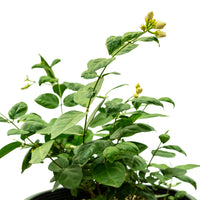 Jasminum Sambac