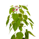 Jathrofa