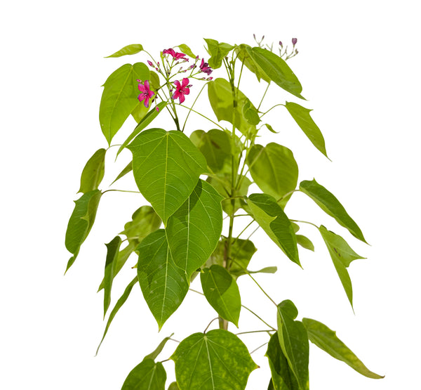 Jathrofa