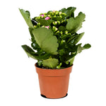 Kalanchoe fl. Gev. mixed