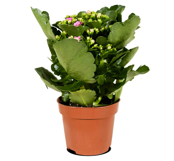 Kalanchoe fl. Gev. mixed