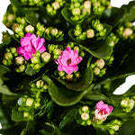 Kalanchoe fl. Gev. mixed