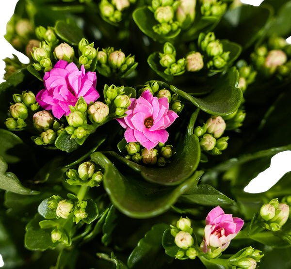 Kalanchoe fl. Gev. mixed