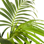 Howea Forsteriana Kentia