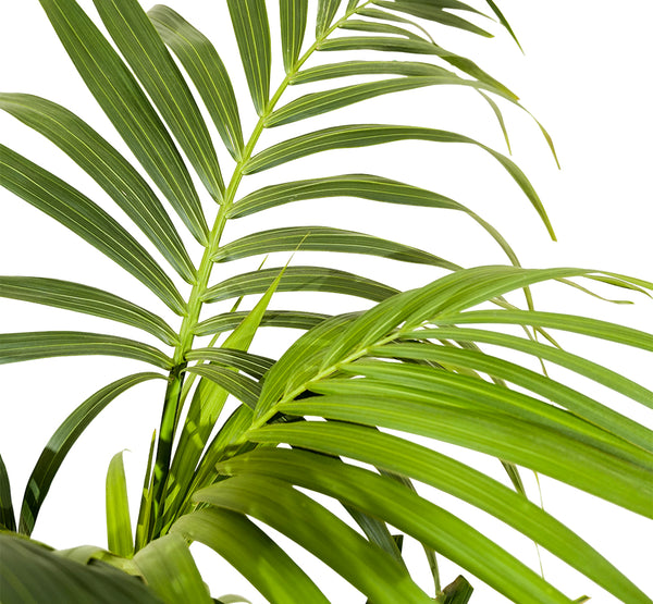 Howea Forsteriana Kentia