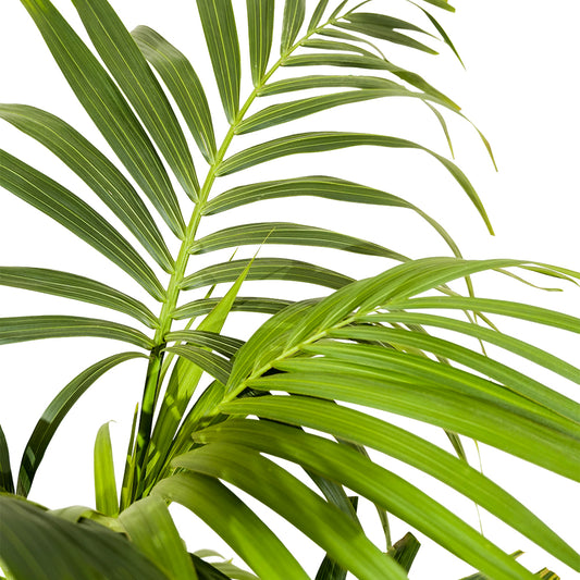 Howea Forsteriana Kentia