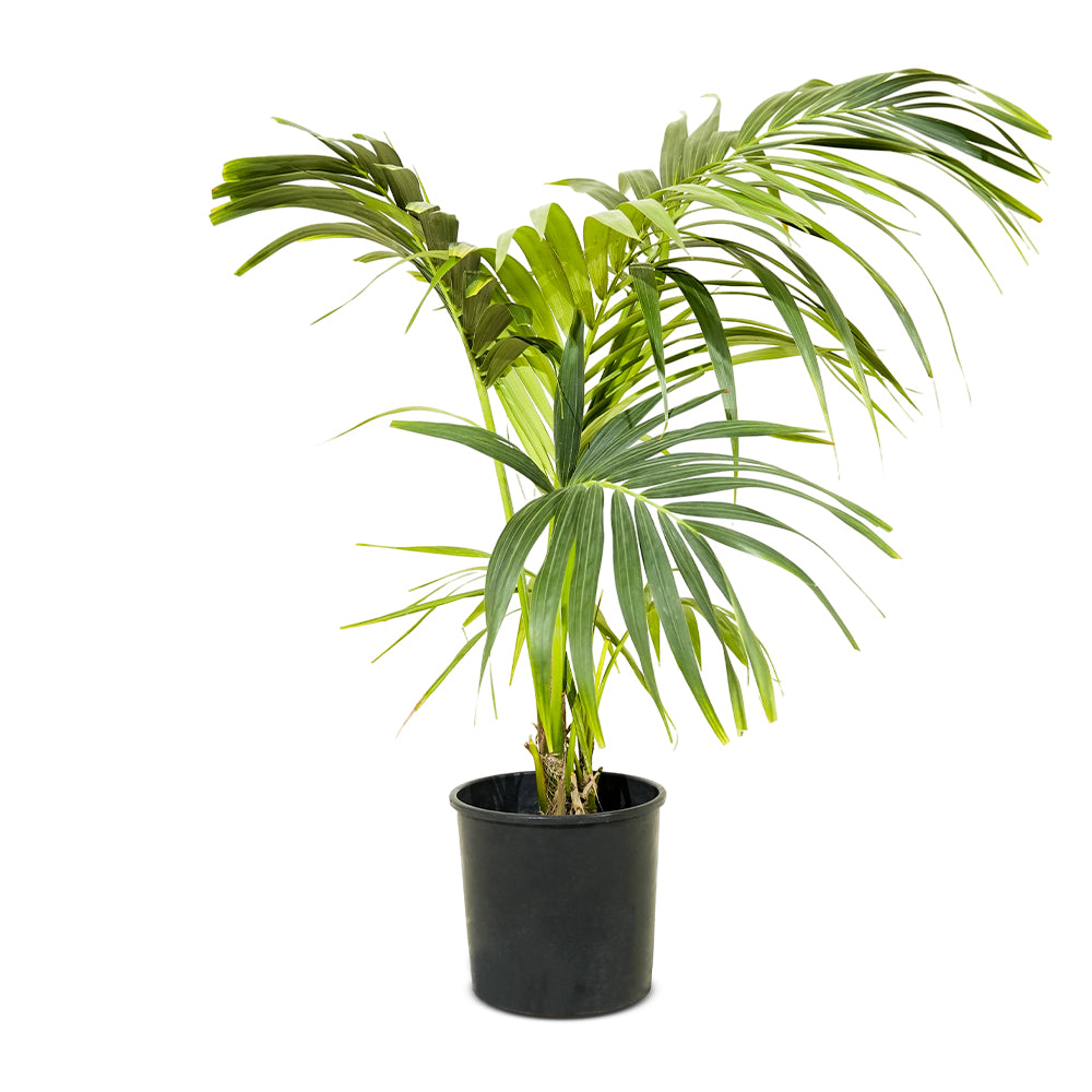 Howea Forsteriana Kentia