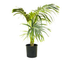 Howea Forsteriana Kentia