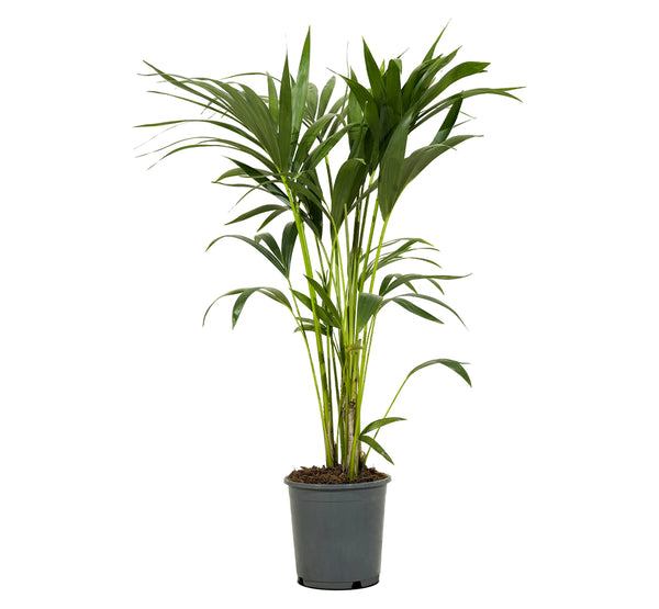 Howea Forsteriana Kentia