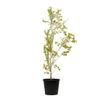 Lagerstroemia spp 2 Mtr( 5 Dia width - 50 cms pots - 2 mtrs height )