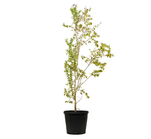 Lagerstroemia spp 2 Mtr( 5 Dia width - 50 cms pots - 2 mtrs height )