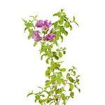 Lagerstroemia spp 2 Mtr( 5 Dia width - 50 cms pots - 2 mtrs height )