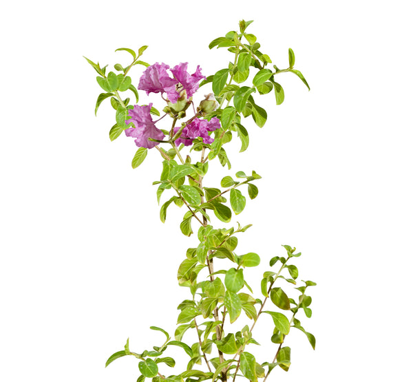 Lagerstroemia spp 2 Mtr( 5 Dia width - 50 cms pots - 2 mtrs height )