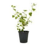 Lantana camera
