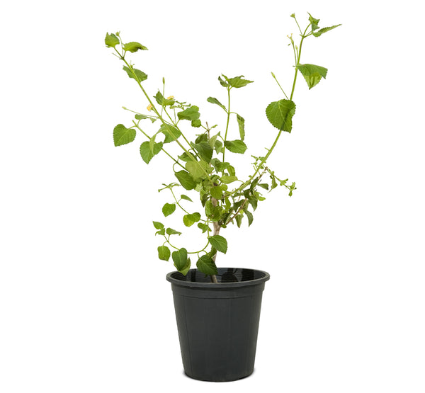 Lantana camera