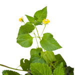 Lantana camera