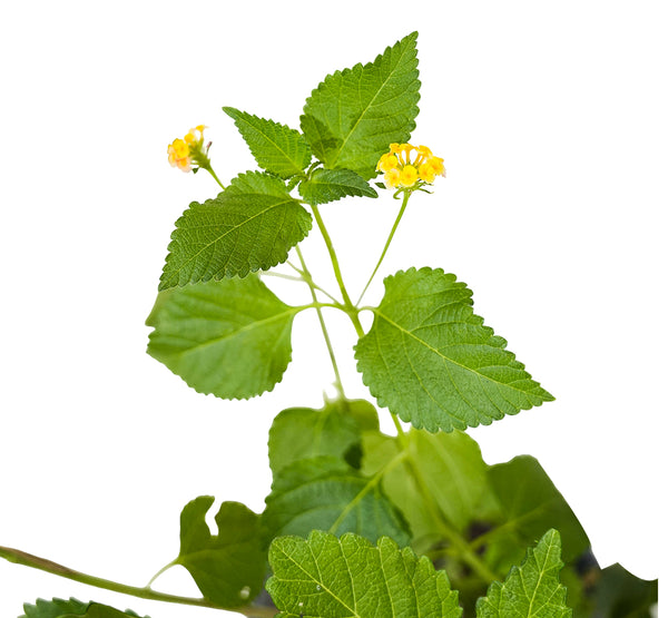 Lantana camera