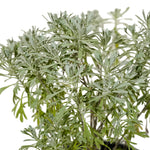 Lavender 18 cms pot - 30 cms height